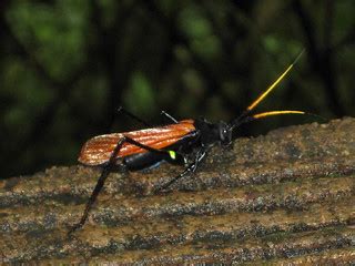 Tarantula Hawk, near Arenal Volcano, Costa Rica | Tarantula … | Flickr