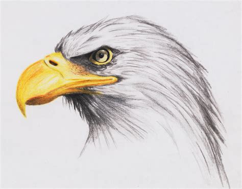 Bald Eagle by highdarktemplar on DeviantArt