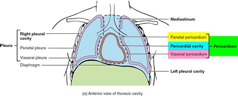 Pericarditis - Causes, Symptoms, Prognosis, Diagnosis, Treatment