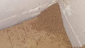 Carpenter ant frass vs Termite frass Identification, Treatment - BigBear Pest Control