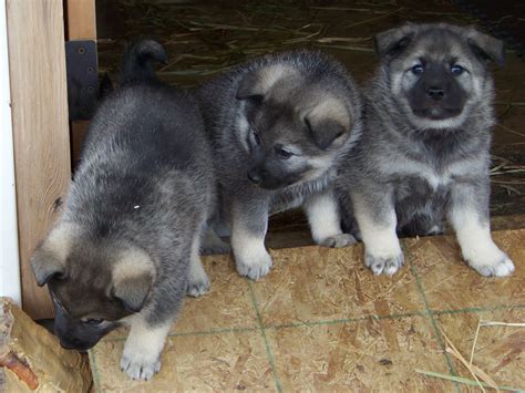 Norwegian Elkhound Info, Temperament, Puppies, Pictures