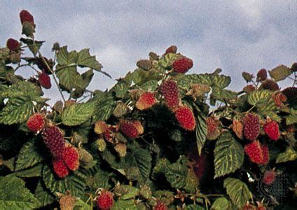 Loganberry | Cultivation, Propagation & Care | Britannica