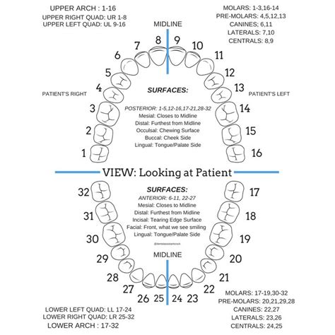 Tooth Surfaces and Numbers | Dental assistant, Dental facts, Dental assistant study