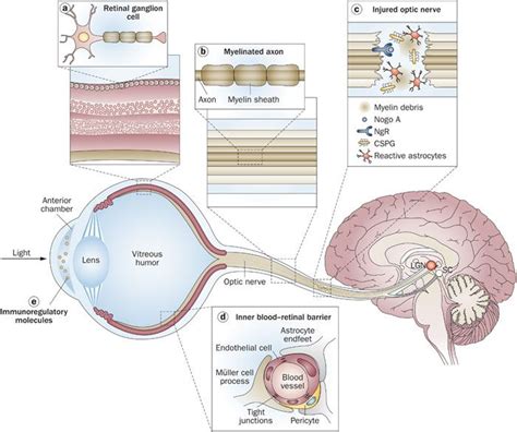 retinal ganglion cells - Google Search | Medical student motivation ...