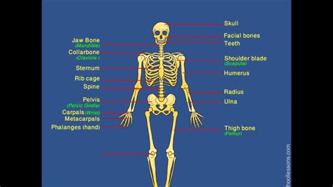 Skeletal System | Human Skeleton | Label Human Skeleton - YouTube