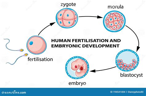 Human Fertilization and Embryo Development Stock Vector - Illustration ...