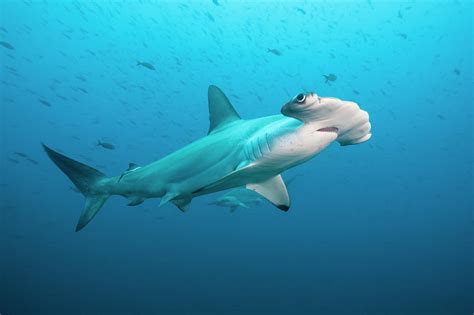 Scalloped Hammerhead Shark, Galapagos by Michele Westmorland