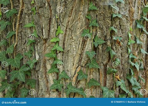 Ivy on a bark of tree stock image. Image of leaf, chapped - 57868915