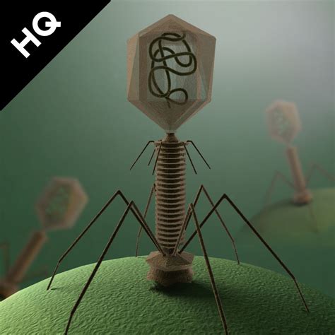 t4 virus 3d model