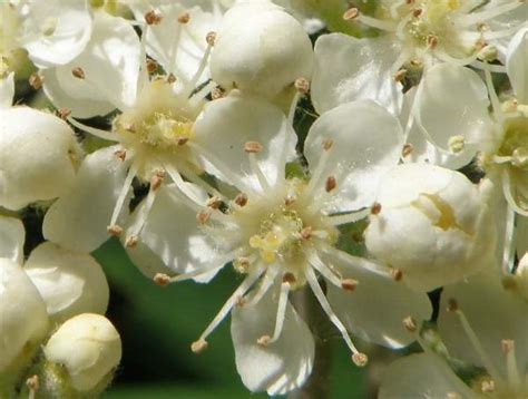 Sorbus aucuparia, Rowan, identification guide