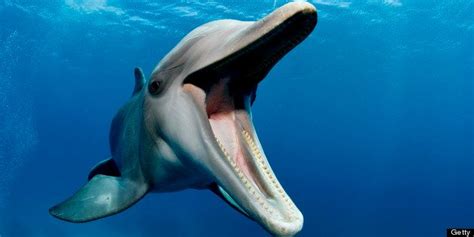 Dolphins Whistle 'Names' To Each Other, Underwater Recorders Show | HuffPost