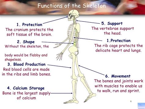 Principles of a+p 1112 session 2 - skeletal system (functions of