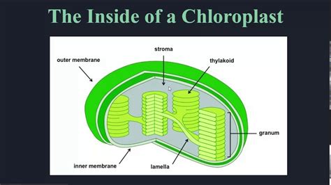 3 Chloroplast Structure and Chlorophyll - YouTube