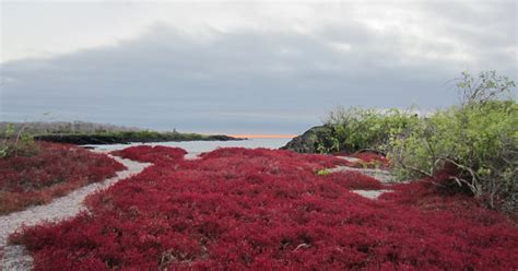 Flora - Galapagos Travel Guide - Visit Galapagos Islands