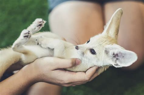 15 Things Fennec Foxes Like to Eat Most (Diet, Care & Feeding Tips)