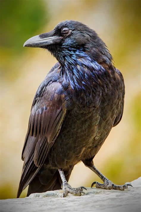 Raven Symbolism and Raven Meaning on Whats-Your-Sign