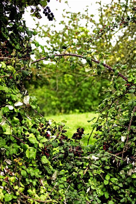 Free Images : tree, nature, forest, grass, branch, wood, texture, leaf, flower, bush, decoration ...