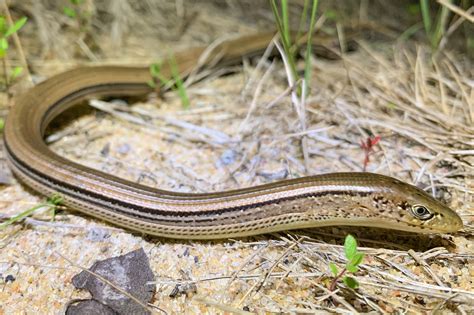 Slender Glass Lizard | South Carolina Partners in Amphibian and Reptile ...