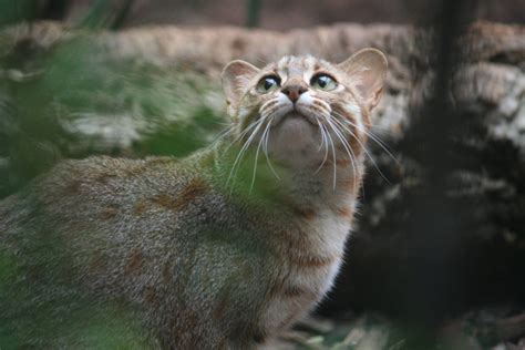 El felino mas pequeño del mundo, el gato herrumbroso | Rusty spotted ...