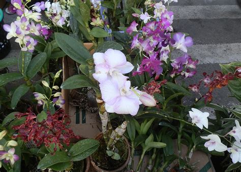 Cut Flower Orchids Online Course | Careerline Courses