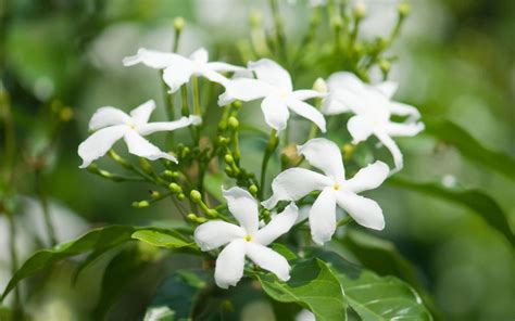 Jasmine Plant Care: How to Care for Jasmine Plants - Garden Lovers Club