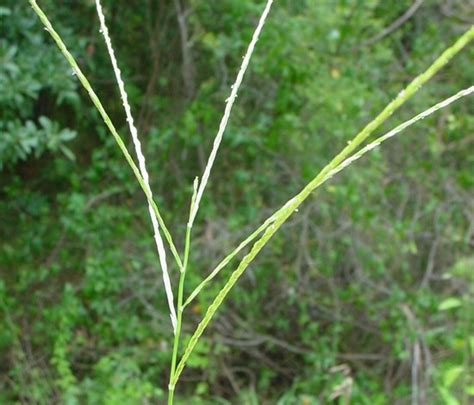 southern crabgrass