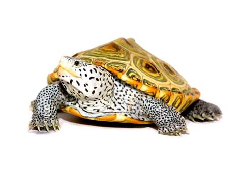 Diamondback Terrapin (Malaclemys terrapin) | ReptileTalk NET