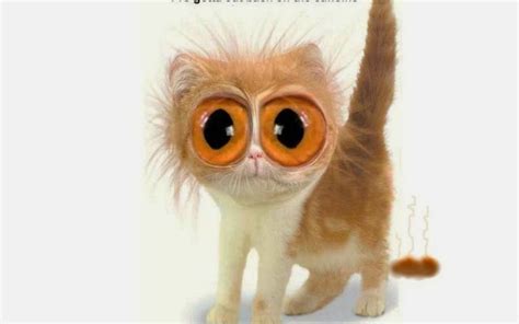 funny cats with big eyes | Nice Pics Gallery