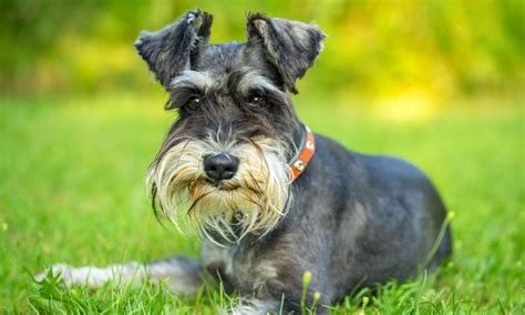 Miniature Schnauzer Breed: Characteristics, Care & Photos | BeChewy