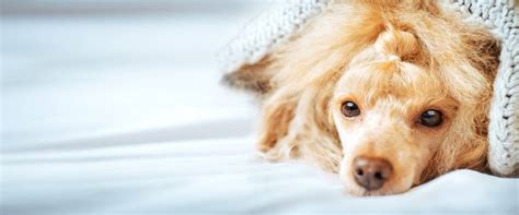 Heart Disease In Dogs: Symptoms To Look Out For - The Pet Town