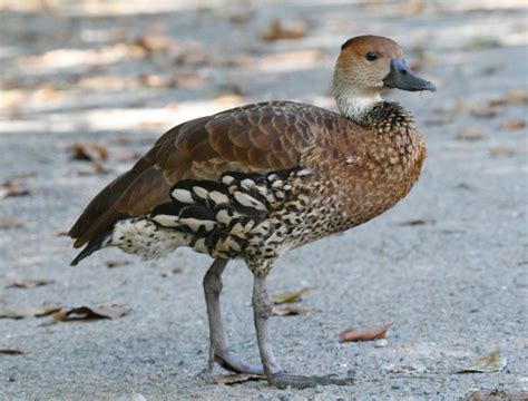 Wildlife Of Haiti - Animals In Haiti