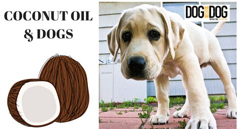 COCONUT OIL & DOGS – Itchy Dog Solutions