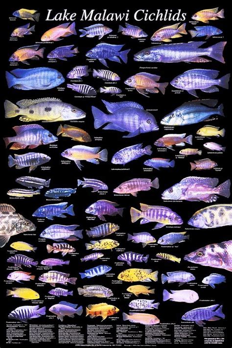 Biology 2108 | Cichlid aquarium, Lake malawi cichlids, African cichlid aquarium