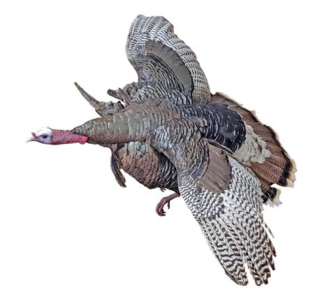 Lot - Arizona Merriam's Turkey Full Wall Mount Taxidermy