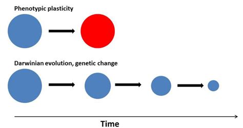 Molecular mechanism of phenotypic plasticity – Atlas of Science