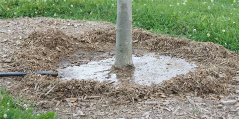 Watering New Trees - PlantingTree