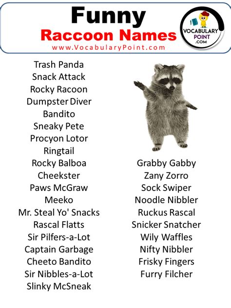 500+ Best Raccoon Names (Cute, Pet, Male & Female) - Vocabulary Point