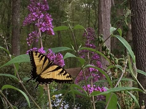 How and When to Prune Buddleia Butterfly Bushes to Attract More Butterflies | Butterfly bush ...