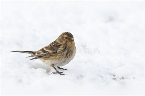 Twite Bird Stock Photos - Free & Royalty-Free Stock Photos from Dreamstime