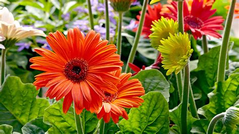 How to Grow Better Gerbera Daisies | Garden Gate