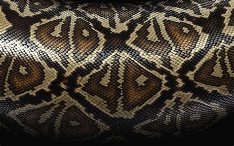 Snake Skin Wallpapers ~ Desktop Wallpaper