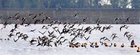 3,000 migratory birds at Sukhna Lake this year : The Tribune India