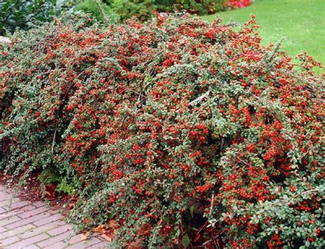 Image result for cotoneaster hedge | Landscaping plants, Plants, Cotoneaster