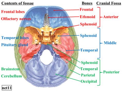 Sectional Anatomy - Ch 2, Cranium and Facial Bones Flashcards | Quizlet