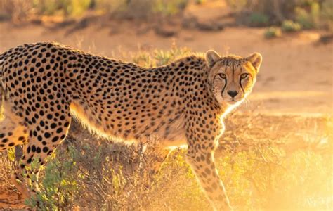 The 6 Best Places to See Cheetahs - Animals Around The Globe