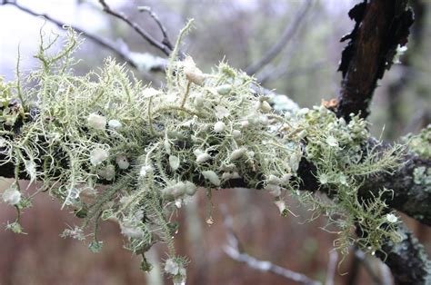 Lichens | Walter Reeves: The Georgia Gardener | Plant fungus, Plant diseases, Lichen