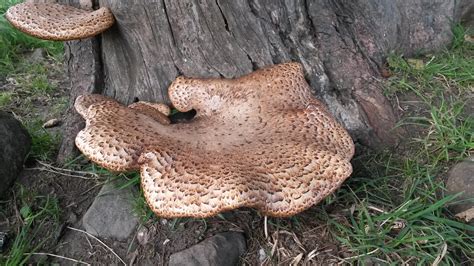 Dryads Saddle edible mushroom growing on a tree near my home in the autumn. : r/foraging