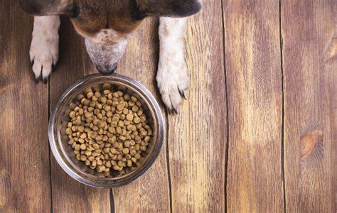 Do Dogs Have Taste Buds? 7 Flavor Facts | Nylabone