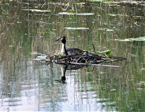 Great Crested Grebe Nest Elbe - Free photo on Pixabay - Pixabay