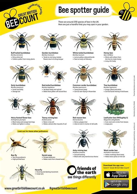 Hinton Pest Control on Twitter | British bees, Bee, Bee facts